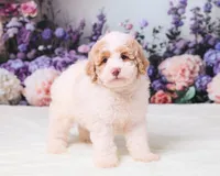 Calvin, a male Miniature Goldendoodle for sale in Sugarcreek, OH – 3 of 5