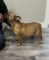 Hermione , a female French Bulldog for sale in New Baltimore, MI – 5 of 6
