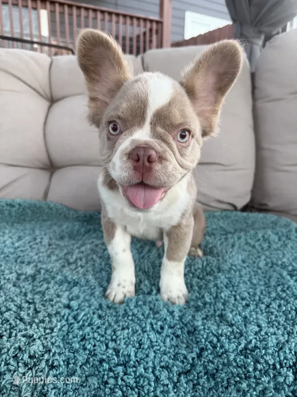 Caesar - Fluffy Husky Newshade Isabella  – French Bulldog puppy for sale in New Baltimore, MI