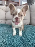 Caesar - Fluffy Husky Newshade Isabella , a male French Bulldog for sale in New Baltimore, MI – 1 of 6