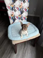 Rojo tan pied male, a male French Bulldog for sale in New Baltimore, MI – 3 of 5