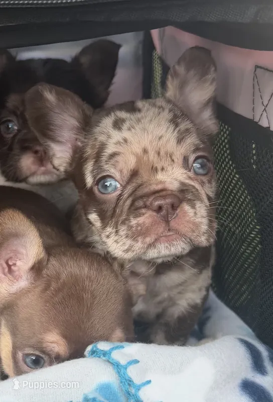 Rojo Merle male – French Bulldog puppy for sale in New Baltimore, MI