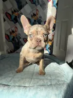 Isabella Tan Merle male, a male French Bulldog for sale in New Baltimore, MI – 2 of 7