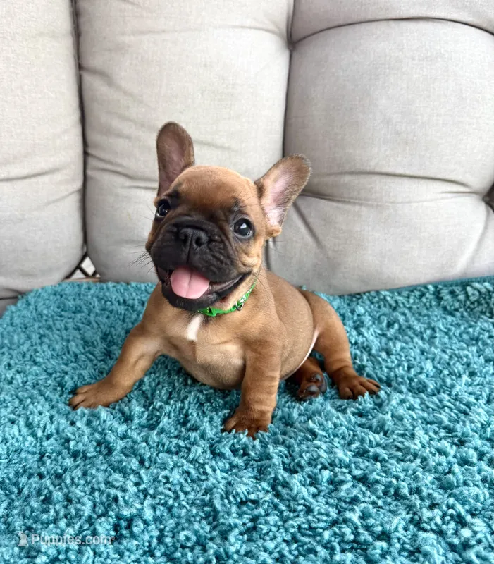 Fred – French Bulldog puppy for sale in New Baltimore, MI