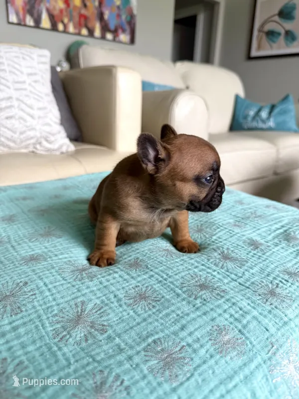 Ginny – French Bulldog puppy for sale in New Baltimore, MI