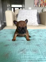 Hermione , a female French Bulldog for sale in New Baltimore, MI – 2 of 6