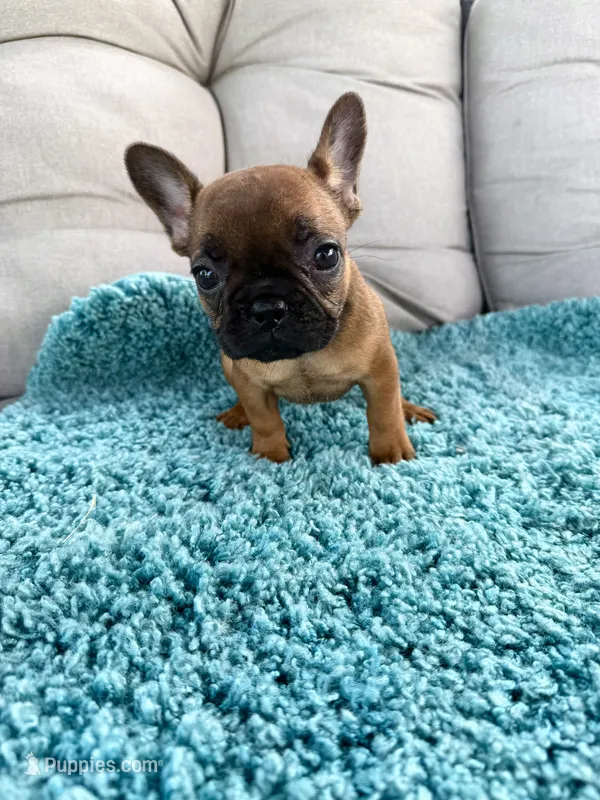 Hermione  – French Bulldog puppy for sale in New Baltimore, MI