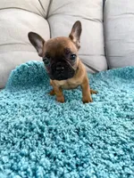 Hermione , a female French Bulldog for sale in New Baltimore, MI – 1 of 5