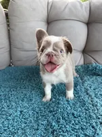 Caesar - Fluffy Husky Newshade Isabella , a male French Bulldog for sale in New Baltimore, MI – 3 of 8