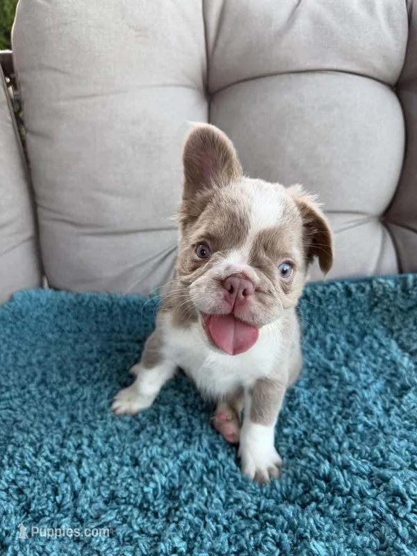 Caesar - Fluffy Husky Newshade Isabella  – French Bulldog puppy for sale in New Baltimore, MI