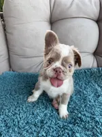 Caesar - Fluffy Husky Newshade Isabella , a male French Bulldog for sale in New Baltimore, MI – 1 of 8