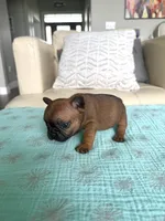 Hermione , a female French Bulldog for sale in New Baltimore, MI – 3 of 6
