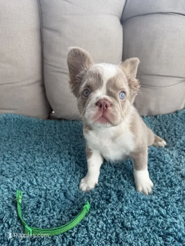 Caesar - Fluffy Husky Newshade Isabella  – French Bulldog puppy for sale in New Baltimore, MI