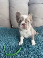 Caesar - Fluffy Husky Newshade Isabella , a male French Bulldog for sale in New Baltimore, MI – 7 of 8