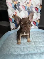 Rojo tan male, a male French Bulldog for sale in New Baltimore, MI – 2 of 8