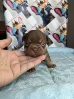 Rojo and tan male, a male French Bulldog for sale in New Baltimore, MI – 3 of 3