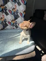 Rojo tan pied male, a male French Bulldog for sale in New Baltimore, MI – 4 of 8