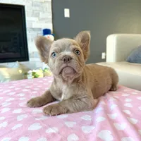 Frosty- Isabella Fluffy, a male French Bulldog for sale in New Baltimore, MI – Photo 5 of 10