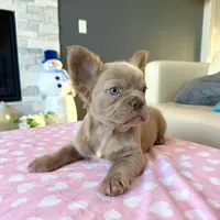 Frosty- Isabella Fluffy, a male French Bulldog for sale in New Baltimore, MI – Photo 6 of 10