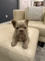 Frosty- Isabella Fluffy, a male French Bulldog for sale in New Baltimore, MI – Photo 4 of 7