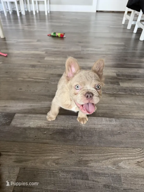 Frosty- Isabella Fluffy