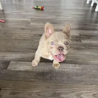 Frosty- Isabella Fluffy, a male French Bulldog for sale in New Baltimore, MI – Photo 1 of 10