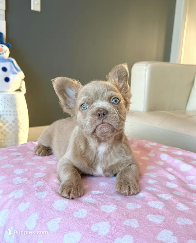 Frosty- Isabella Fluffy