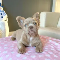 Frosty- Isabella Fluffy, a male French Bulldog for sale in New Baltimore, MI – Photo 4 of 10