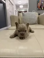 Frosty- Isabella Fluffy, a male French Bulldog for sale in New Baltimore, MI – Photo 6 of 7