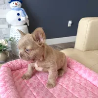 Frosty- Isabella Fluffy, a male French Bulldog for sale in New Baltimore, MI – Photo 9 of 10