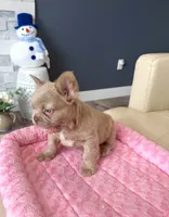 Frosty- Isabella Fluffy, a male French Bulldog for sale in New Baltimore, MI – Photo 3 of 7