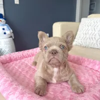 Frosty- Isabella Fluffy, a male French Bulldog for sale in New Baltimore, MI – Photo 8 of 10