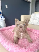 Frosty- Isabella Fluffy, a male French Bulldog for sale in New Baltimore, MI – Photo 2 of 7