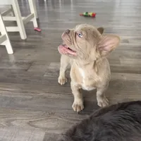 Frosty- Isabella Fluffy, a male French Bulldog for sale in New Baltimore, MI – Photo 3 of 10