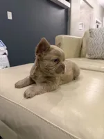 Frosty- Isabella Fluffy, a male French Bulldog for sale in New Baltimore, MI – Photo 5 of 7