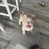 Frosty- Isabella Fluffy, a male French Bulldog for sale in New Baltimore, MI – Photo 2 of 10