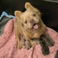 Frosty- Isabella Fluffy, a male French Bulldog for sale in New Baltimore, MI – Photo 10 of 10