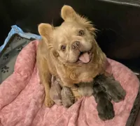 Frosty- Isabella Fluffy, a male French Bulldog for sale in New Baltimore, MI – Photo 7 of 7