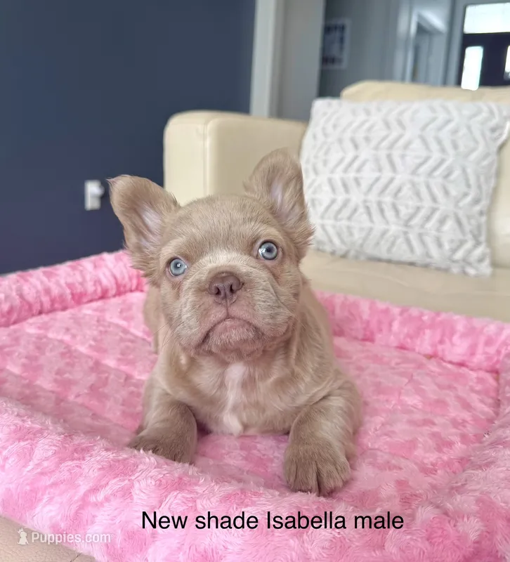 Frosty- Isabella Fluffy