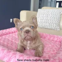 Frosty- Isabella Fluffy, a male French Bulldog for sale in New Baltimore, MI – Photo 7 of 10