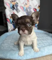 Rojo tan pied fluffy female, a female French Bulldog for sale in New Baltimore, MI – 3 of 5