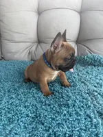 George, a male French Bulldog for sale in New Baltimore, MI – 3 of 4