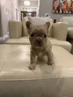 Jack - Isabella Fluffy, a male French Bulldog for sale in New Baltimore, MI – Photo 7 of 8