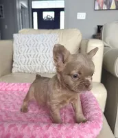 Jack - Isabella Fluffy, a male French Bulldog for sale in New Baltimore, MI – Photo 4 of 8