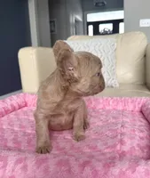 Jack - Isabella Fluffy, a male French Bulldog for sale in New Baltimore, MI – Photo 3 of 8