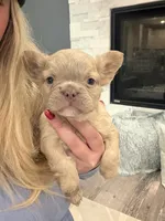 Jack - Isabella Fluffy, a male French Bulldog for sale in New Baltimore, MI – Photo 5 of 8