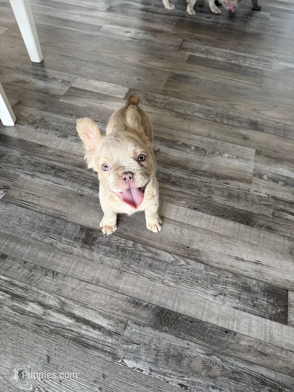 Jack - Isabella Fluffy