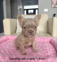Jack - Isabella Fluffy, a male French Bulldog for sale in New Baltimore, MI – Photo 1 of 8