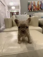 Jack - Isabella Fluffy, a male French Bulldog for sale in New Baltimore, MI – Photo 6 of 8