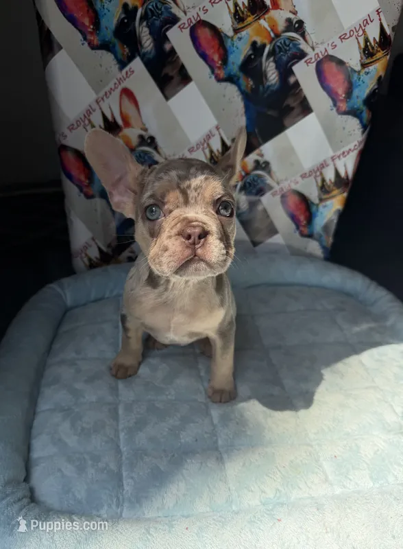 Isabella Tan Merle male – French Bulldog puppy for sale in New Baltimore, MI